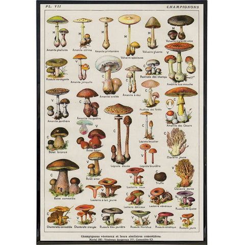 Vintage Mushrooms by Millot Print - The Original Underground