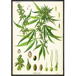Cannabis Sativa Koehler Vintage Illustration Print - The Original Underground