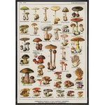 Vintage Mushrooms by Millot Print - The Original Underground